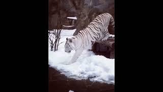 White tiger in Moscow Zoo aka Московский зоопарк in winter temp -31celsius 