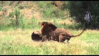 Male Lion vs Bear