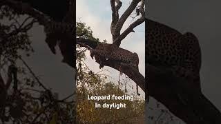 Leopard feeding in daylight- Tanzania at its best