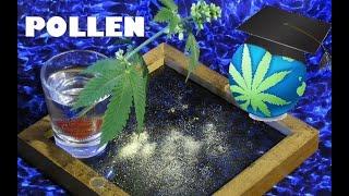 Cannabis Pollen – How To Collect, Store and Pollinate Females By A Male - Pollination 101