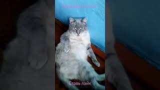 КОТИК 