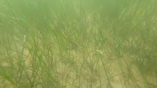 Exploring Underwater Wonders: Submerged Aquatic Vegetation (SAV)