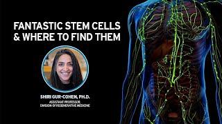 FANTASTIC STEM CELLS and Where to Find Them with Shiri Gur-Cohen