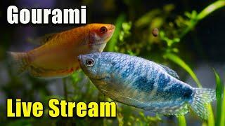 [LIVE]  Be Careful With The Gourami! Plus A Fish Q&A!