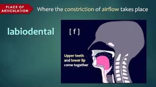 Introduction to Articulatory Phonetics (Consonants)