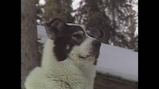 "Season of the Sled Dog" Documentary 1988