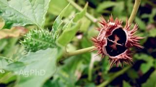 Weed of the Week #974 Jimson Weed (Air Date 12-4-16)