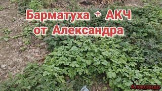 Барматуха + АКЧ от Александра