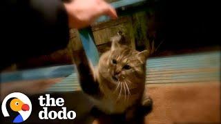 Feral Stray Cat Shows Up At This Woman’s Door | The Dodo