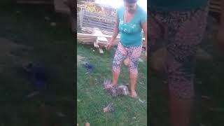 kill chicken under foot