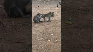 Lovely monkey meeting short video #shorts #adorable #monkey #cute #animals #babymonkey #poormonkey