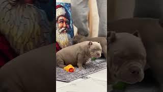 Щенок VINSTON ищет мам пап +7995 5969901 #music #puppy #americanbully