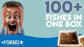 how to export fishes | 100+ fishes in one box #fisheries #fishexport #fishpackingskill