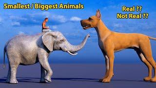 Smallest vs Biggest Animals comparison