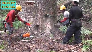 Amazing cutting Down big Trees   Fastest Tree Chainsaw || BIJOY DADA