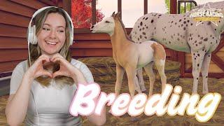 BREEDING NEW STEEPLECHASE HORSES! - Rival Stars Horse Racing | Pinehaven