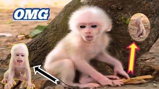 Poor Monkey is Crying From Hunger || Poor Baby Monkeys 