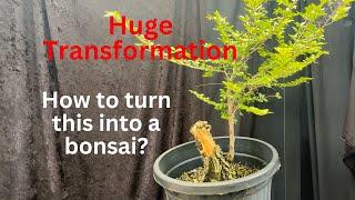 Bonsai transformation How to turn this Chinese elm into a bonsai