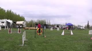 Top Dog Agility - May 20/2012 Master Jumpers 2 - Jasper