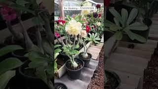 Rare Adenium Plant Online Shopping 🪴 #adenium #plants #adeniumlover #desertrose