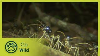 Termites - The Inner Sanctum - Go Wild