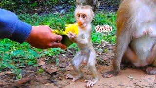 So Cool..Cutie baby Robin is excited to see fan from America came visit & give food him