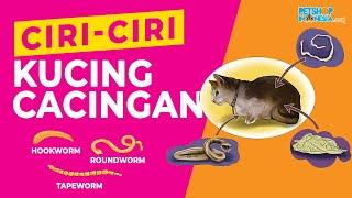 Ciri-Ciri kucing Cacingan | PETSHOP INDONESIA