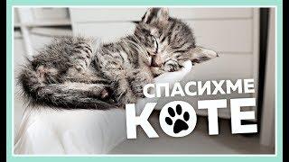 Как да се грижиш за малко котенце? || Праси среща коте за първи път!