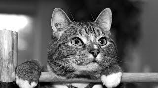 Танцы кота на шесте)