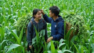 We hope to have a bumper corn crop this year: Earn extra income from young squash tops