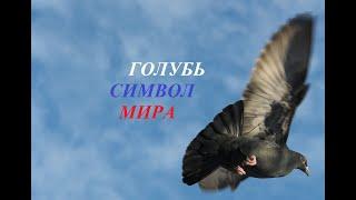 Всероссийская акция ГОЛУБЬ СИМВОЛ МИРА