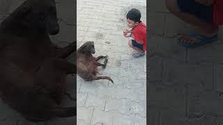 #dog #shortvideo #dogowner #doglove 