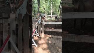 Больше отдыхайте #юмор #shortvideo #любовь #лошади #лошадимояжизнь #топ