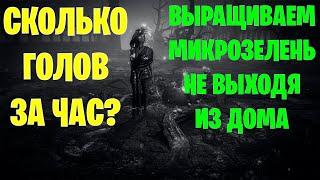 Воспоминания Эйнара - Фарм семечек, сада. Какой профит Path of exile 3.21 Горнило