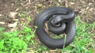 A harmless Eastern Hog-nosed Snake In a defensive posture.