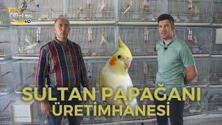 SULTAN PAPAĞANI Üretimhanesi (Yetiştirilmesi - Bakımı - Maliyeti) - Süslü #papağan #sultanpapağanı