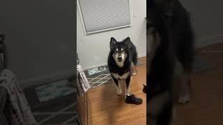 Talking Alaskan Malamute asking to go outside #alaskanmalamute #talkingdog #shorts