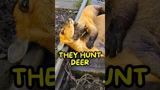 Definitely Related To Honey Badgers