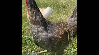 Meet the chickens at Farm Girl Sausages