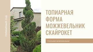 Стрижка можжевельника Скайрокет. Топиарная форма