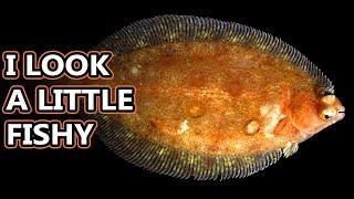 Flounder (Flatfish) Facts: the ONE-SIDED FISH  Animal Fact Files