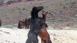 Wild Mustangs of Nevada