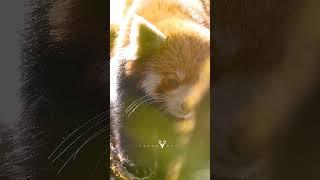Red Panda Expedition - Explore Rare Beauty with Camostory Expedition #redpanda #wildlife