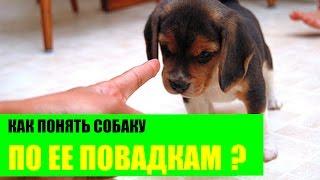 Как понять собаку по ее повадкам?