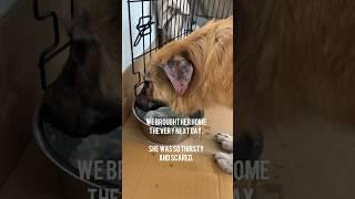 Leaf’s story  #cute #dog #rescue #thenandnow #glowup
