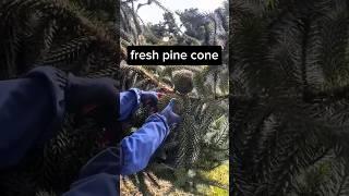 Harvesting giant pine cones #fruit #agriculture #plants