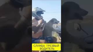 СОБАКА ЗА РУЛЕМ ВЕЗЕТ ДОМОЙ ПЬЯНЫХ ХОЗЯЕВ!