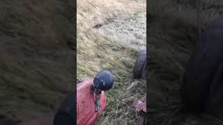 Cutting hay 1960 style! Massey Ferguson mf50 and International sickle mower.