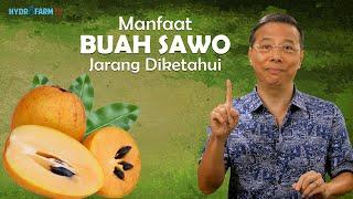 MANFAAT BUAH SAWO JARANG DIKETAHUI