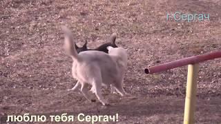 КАК ИГРАЮТ ВО ДВОРЕ СОБАКИ в г.СЕРГАЧ))Маленькая зарисовка